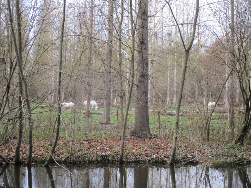 Le marais